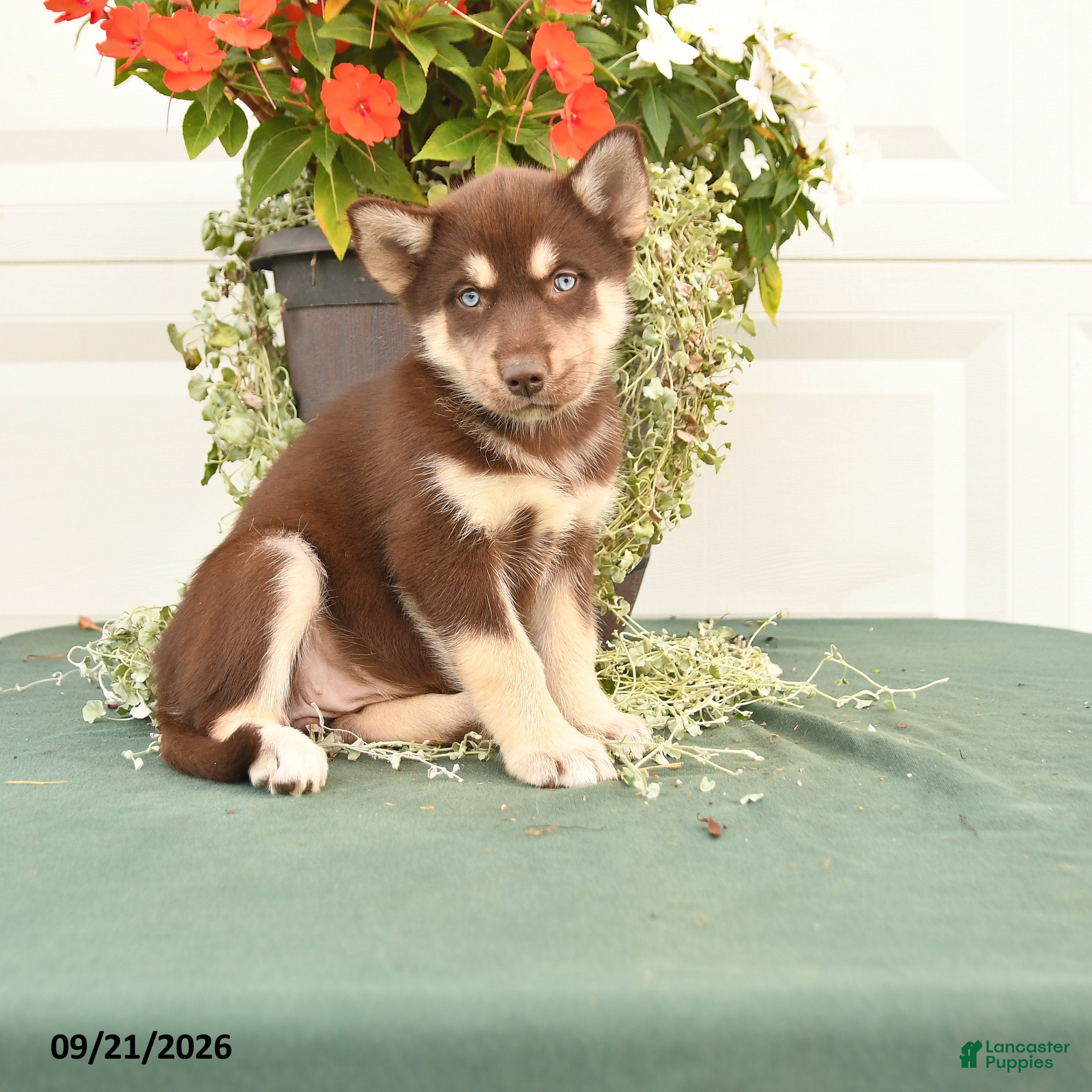 Alaskan Malamute dogs Cadence - Ad 1