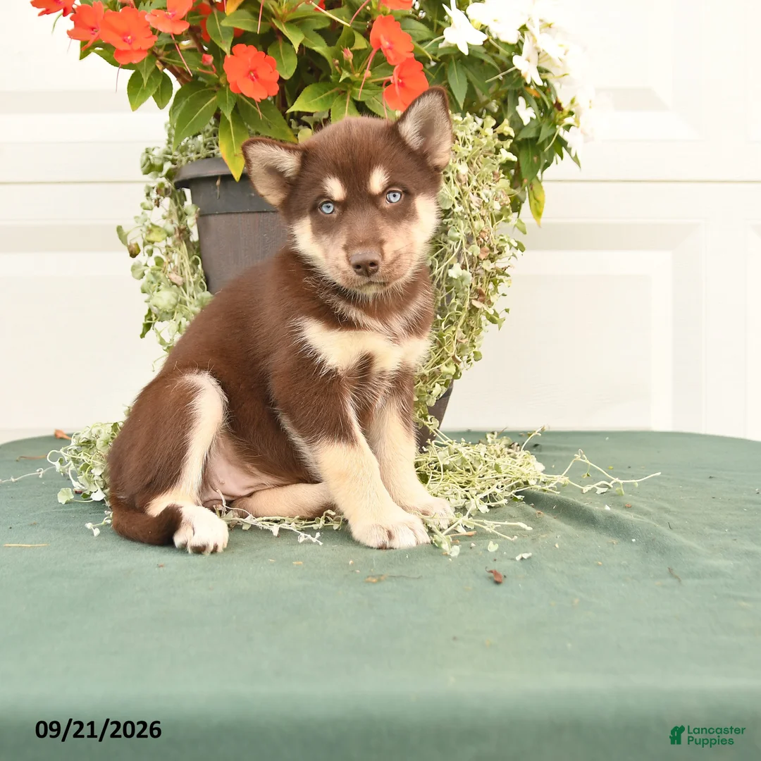 Alaskan Malamute dogs for sale: Cadence - Ad 1