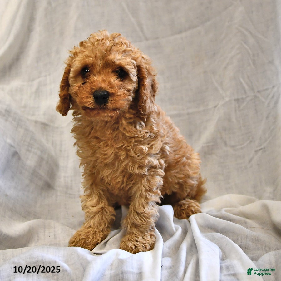 Cavapoo dogs Cheddar - Ad 20