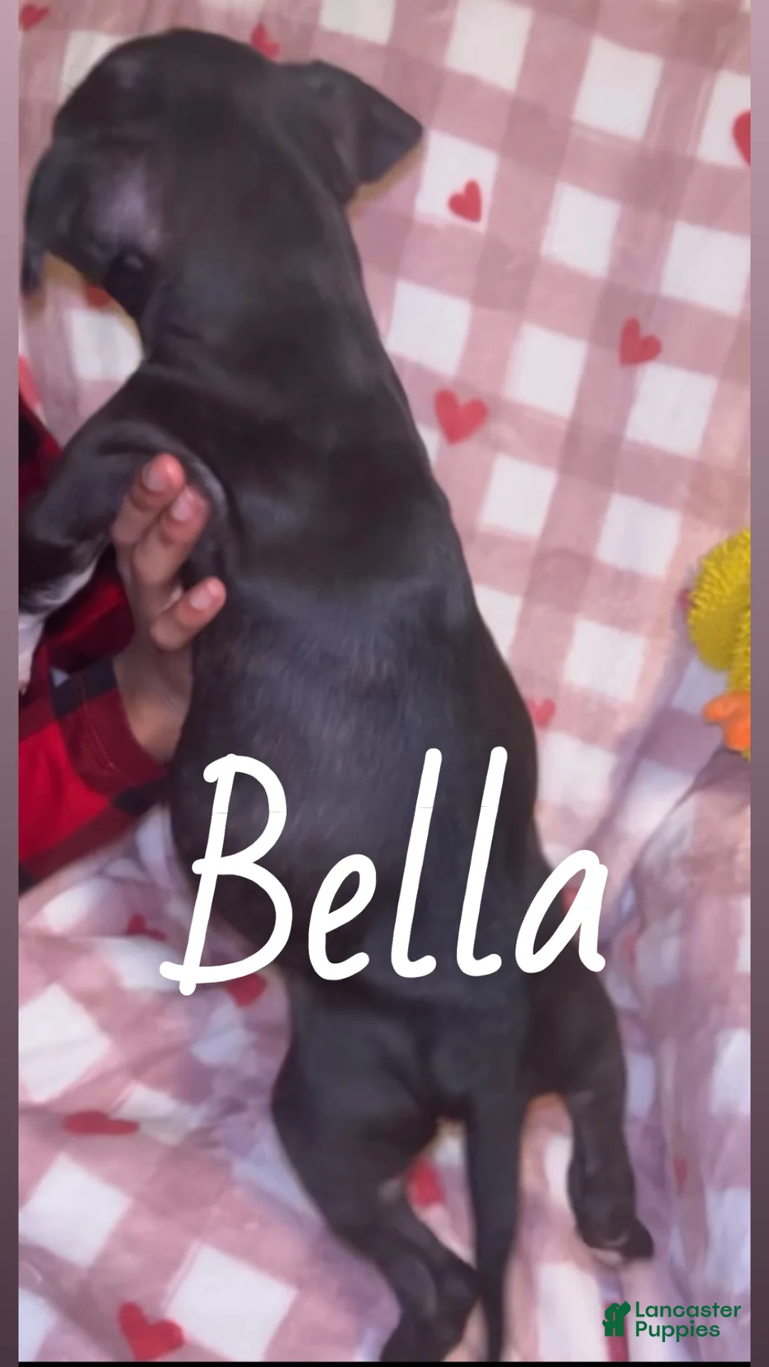 American Pit Bull Terrier dogs for sale: Bella - Ad 4