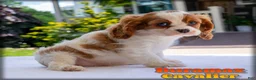Cavalier King Charles Spaniel dogs for sale: Duramax - Ad 1