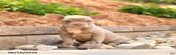Frenchton dogs for sale: Zeke - Ad 2