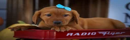 Labrador Retriever dogs for sale: NELSON - Ad 18