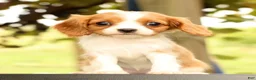 Cavalier King Charles Spaniel dogs for sale: Vanessa - Ad 3