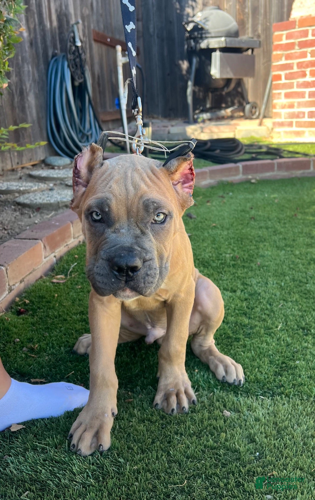 Cane Corso dogs Cane Corso 2 - Ad 1