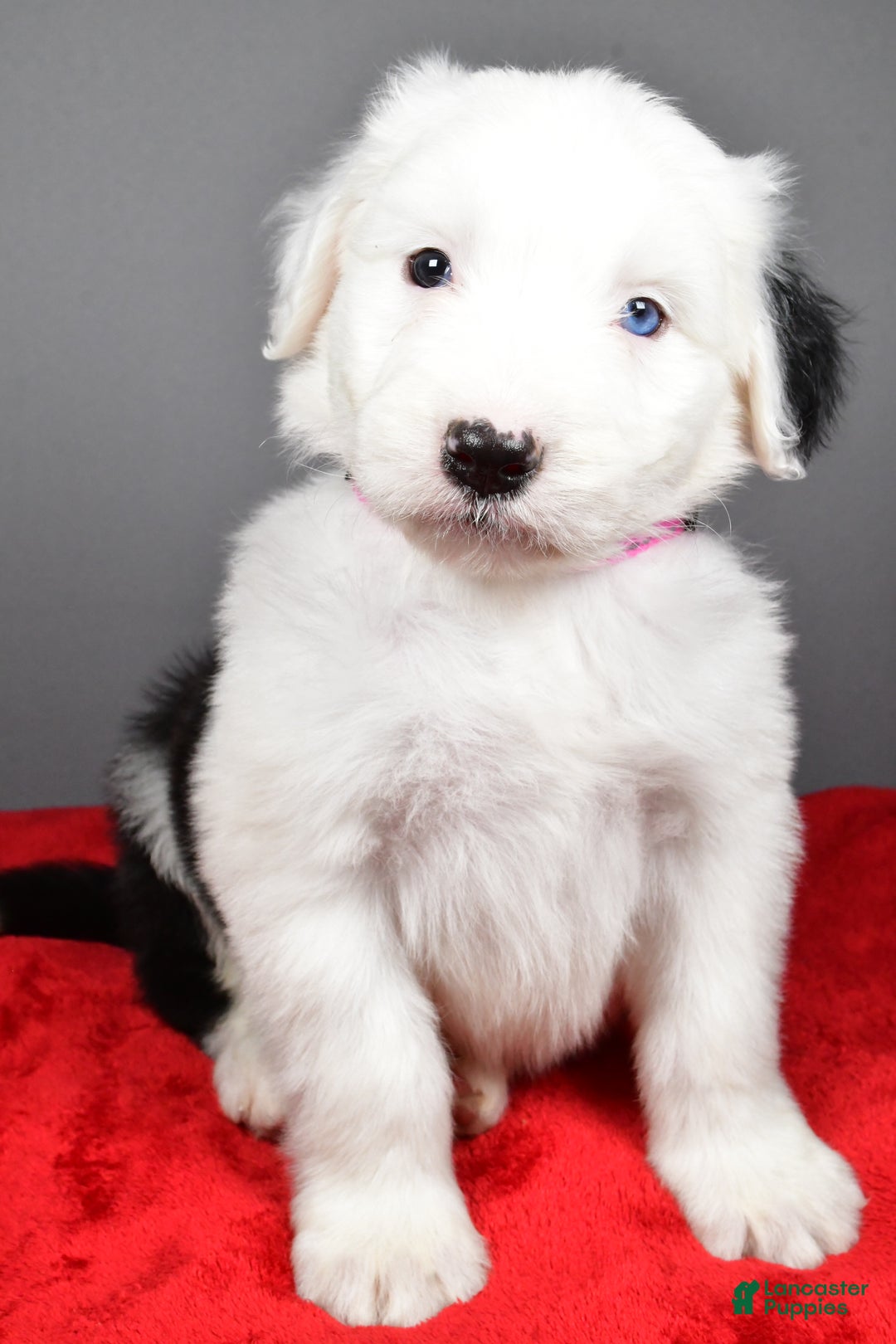 Old English Sheepdog dogs for sale: Bella - Ad 7