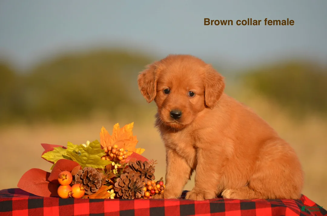 Golden Retriever dogs for sale: Kirsten - Ad 2