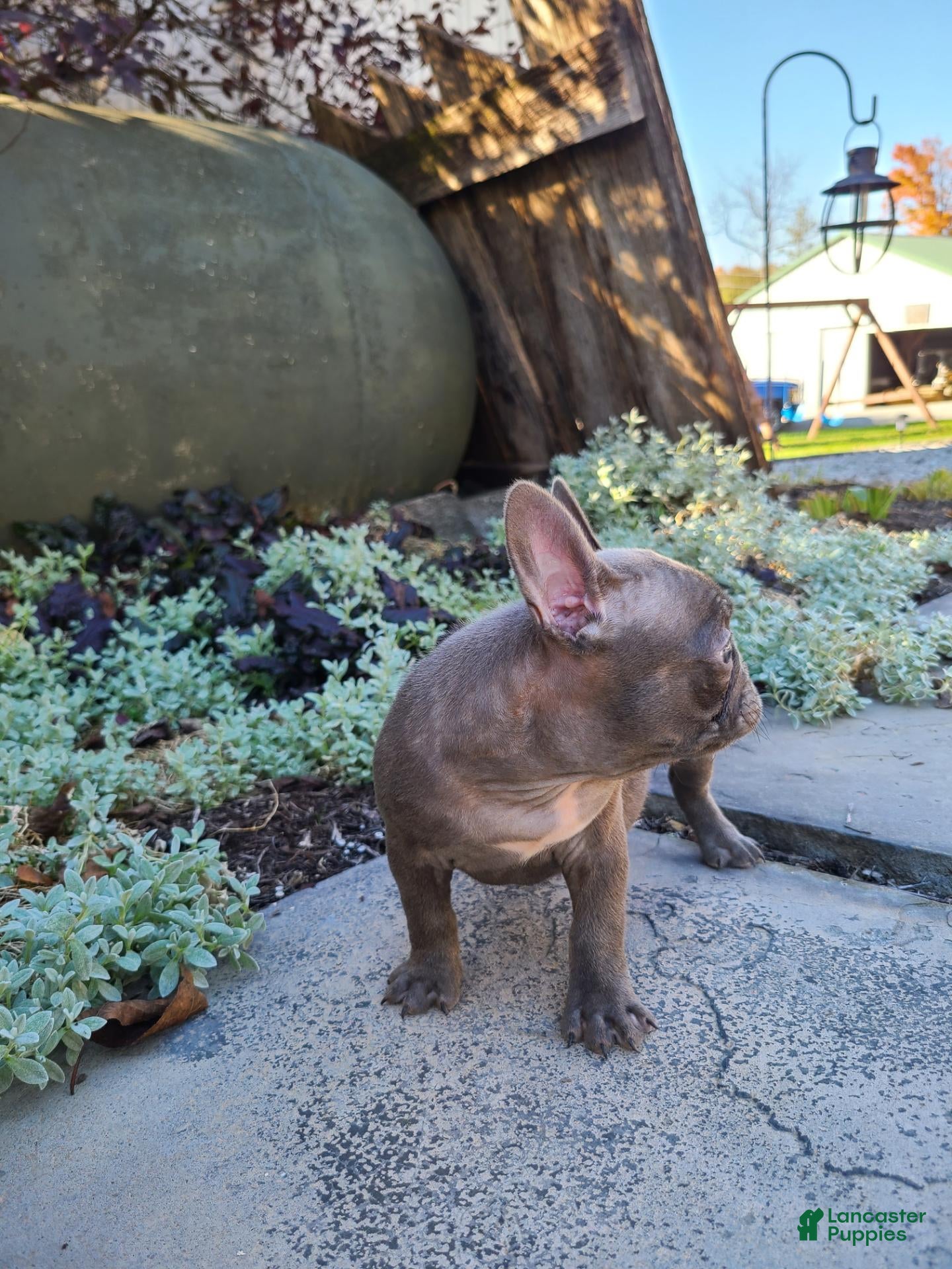 Frenchton dogs Jace - Ad 2