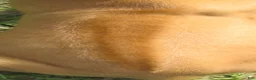 Rhodesian Ridgeback dogs for sale: Rhodesian Ridgeback 5 - Ad 2