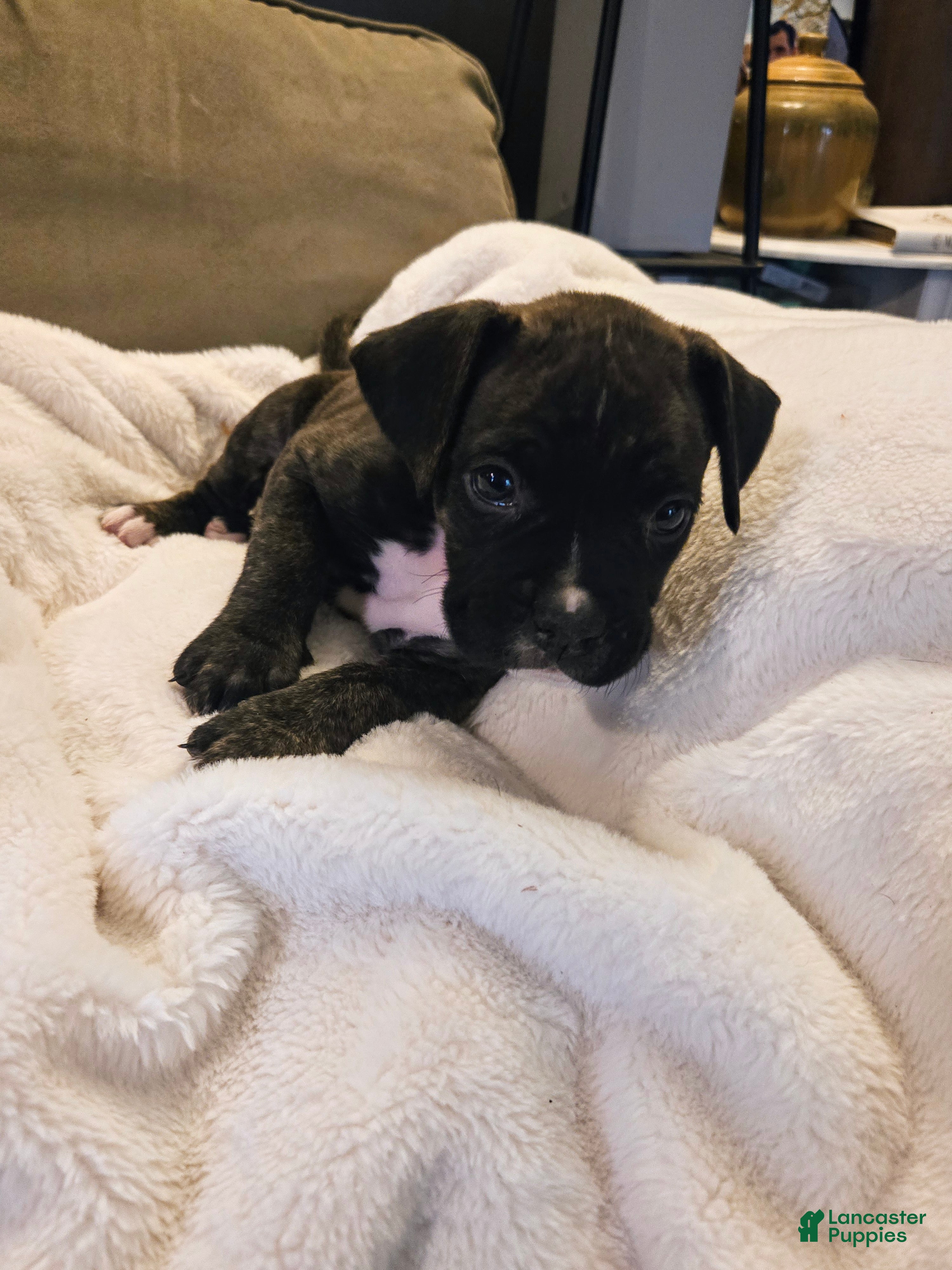 Reverse Brindle Boxer Boxer Puppy Near Me European Boxer Dogs