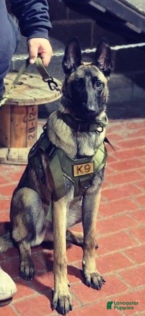 Belgian Malinois dogs Luna - Ad 18