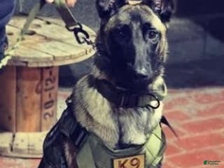 Belgian Malinois dogs Luna - Ad 18