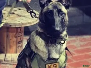 Belgian Malinois dogs Luna - Ad 18