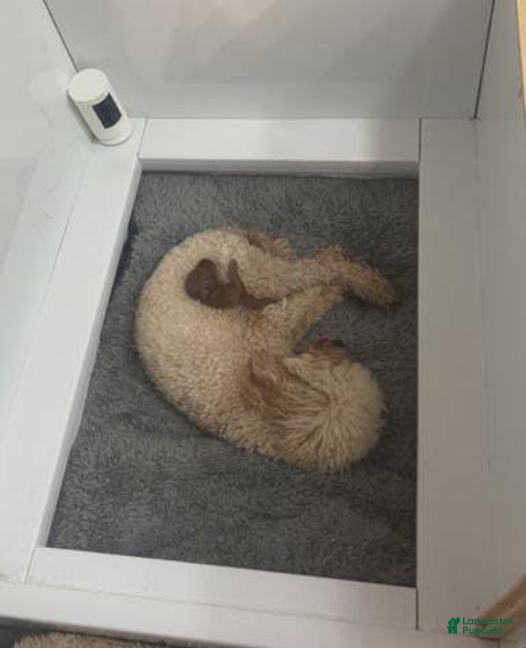 Toy Poodle dogs for sale: Rusty - Ad 5