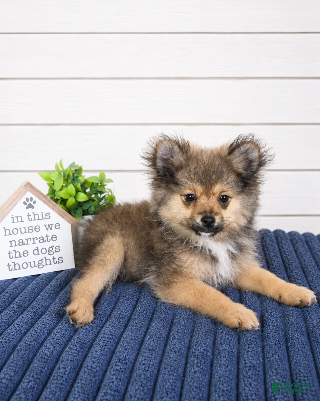 Pomeranian dogs Chester  - Ad 28
