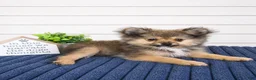 Pomeranian dogs for sale: Chester  - Ad 1