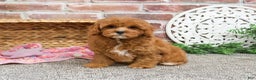 Cavapoo dogs for sale: Glory - Ad 5