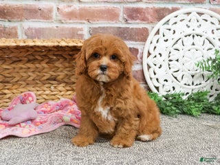 Cavapoo dogs Glory - Ad 35