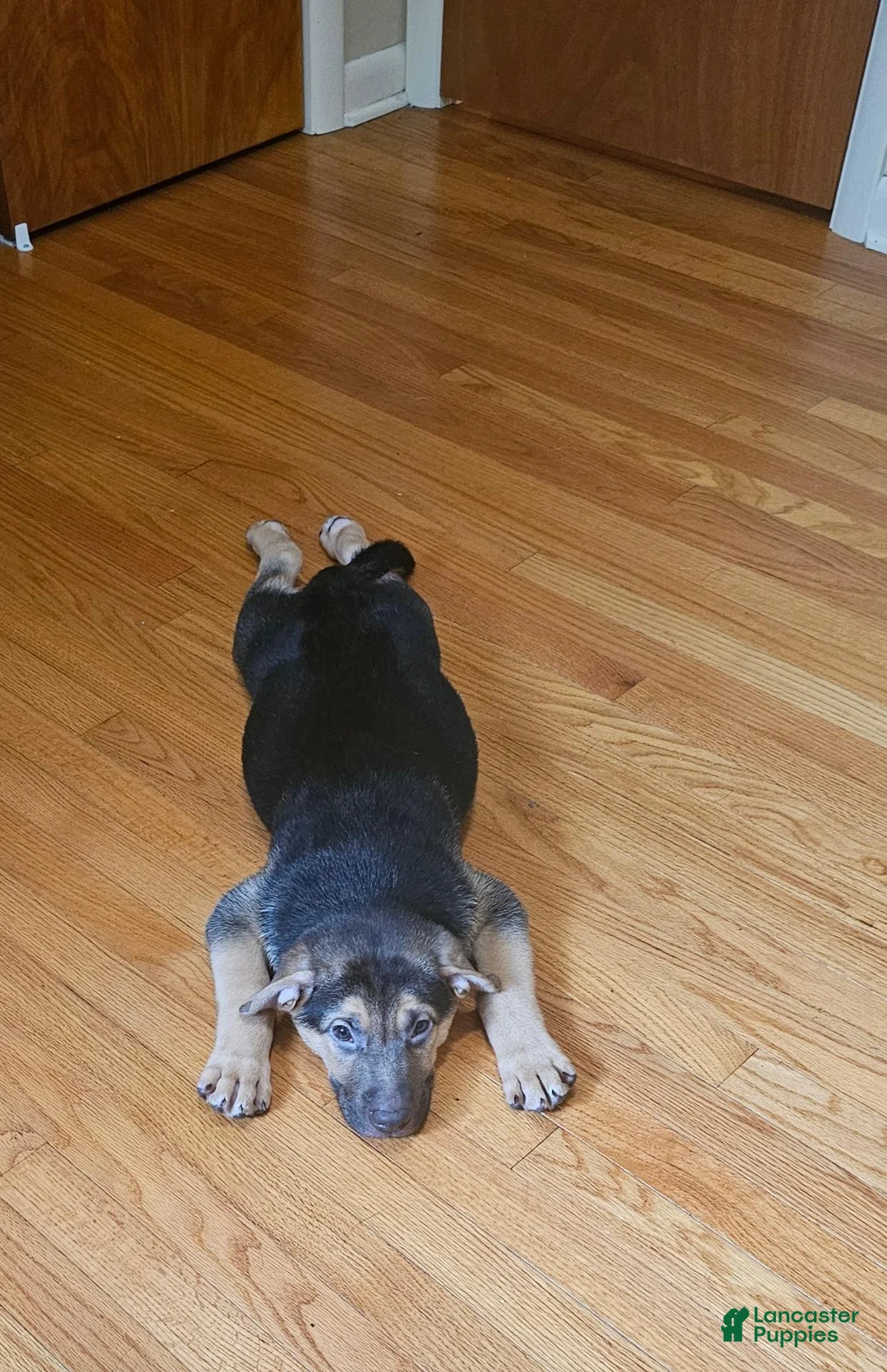 Mixed Breed dogs for sale: Clue - Ad 5