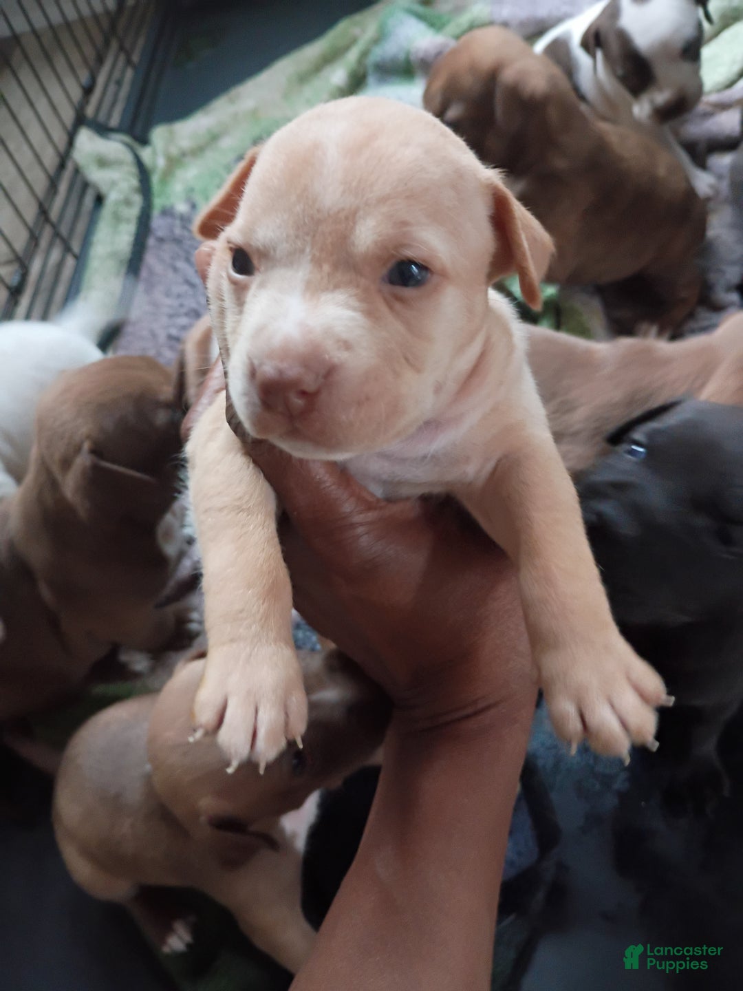 Mixed Breed dogs for sale: Bully pitbull - Ad 3