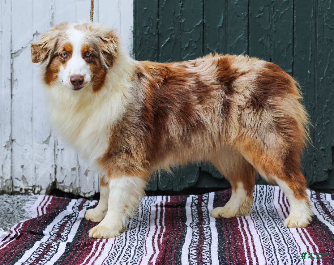 Australian Shepherd dogs for sale: Macy - Ad 10