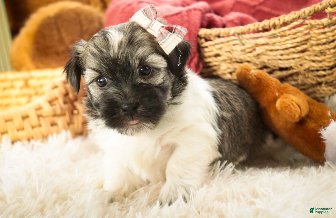 Havanese dogs for sale: Sugar - Ad 5