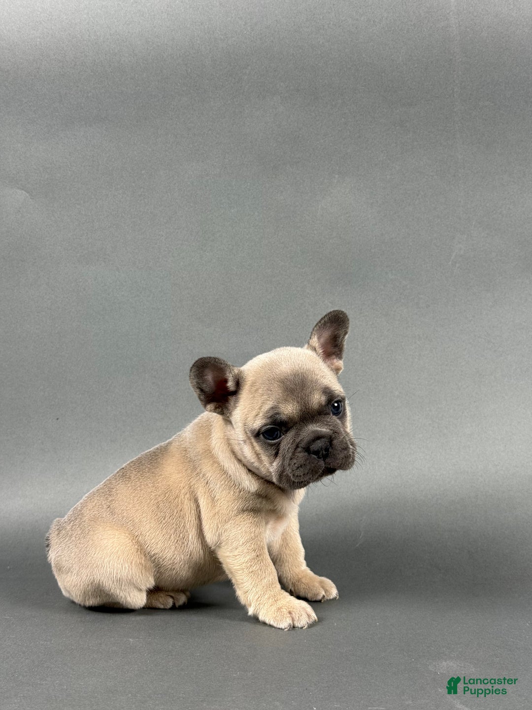 French Bulldog dogs for sale: Stella - Ad 5
