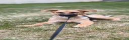 German Shepherd dogs for sale: Ebony - Ad 14