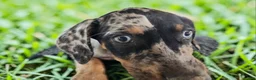 Catahoula Leopard Dog dogs for sale: Bug 2026 Female 1 - Ad 8