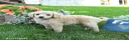 Cavapoo dogs for sale: Teddy - Ad 3