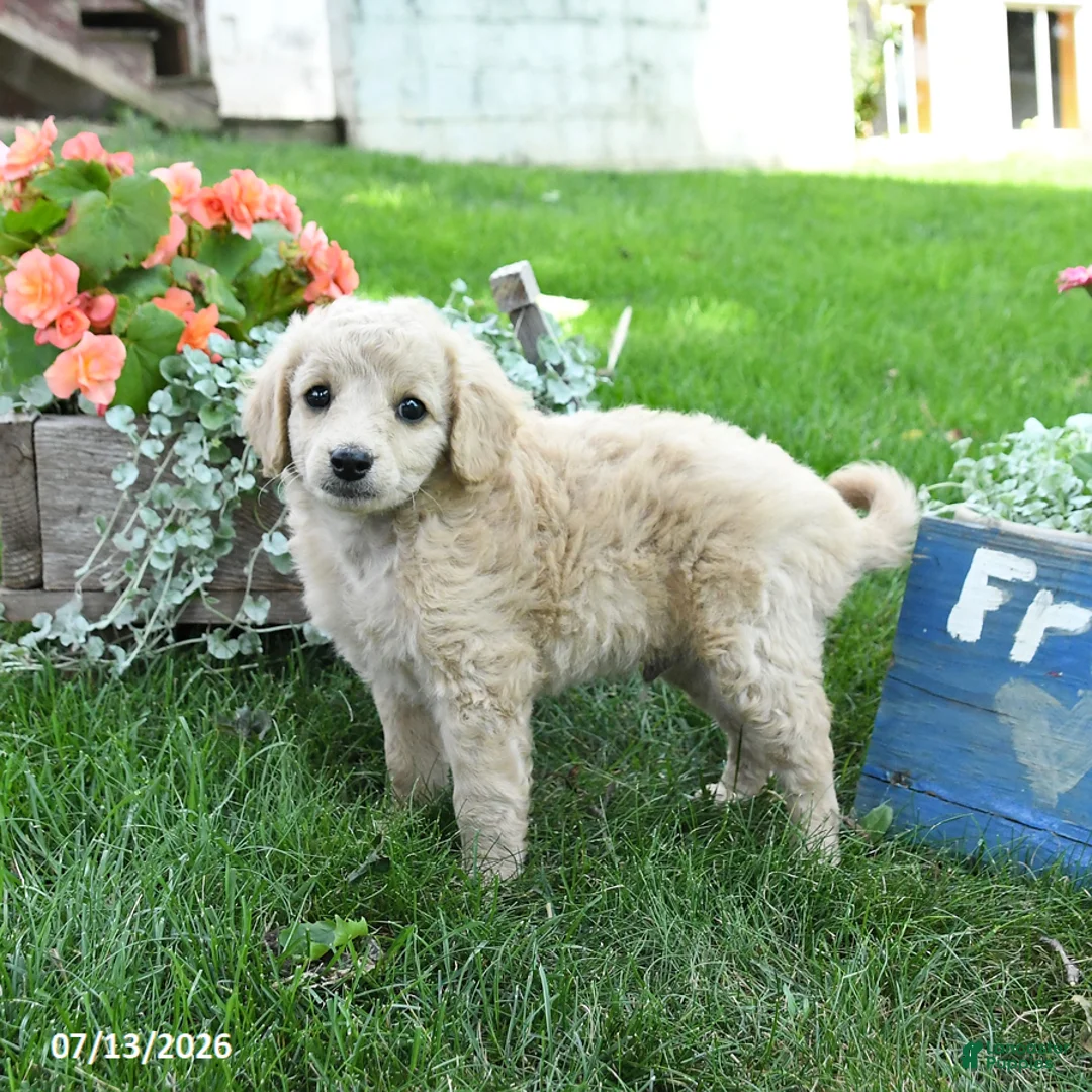 Cavapoo dogs for sale: Teddy - Ad 3