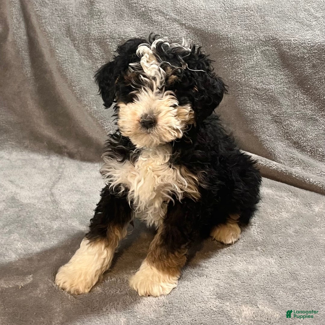 Mini Bernedoodle dogs for sale: Emily - Ad 3