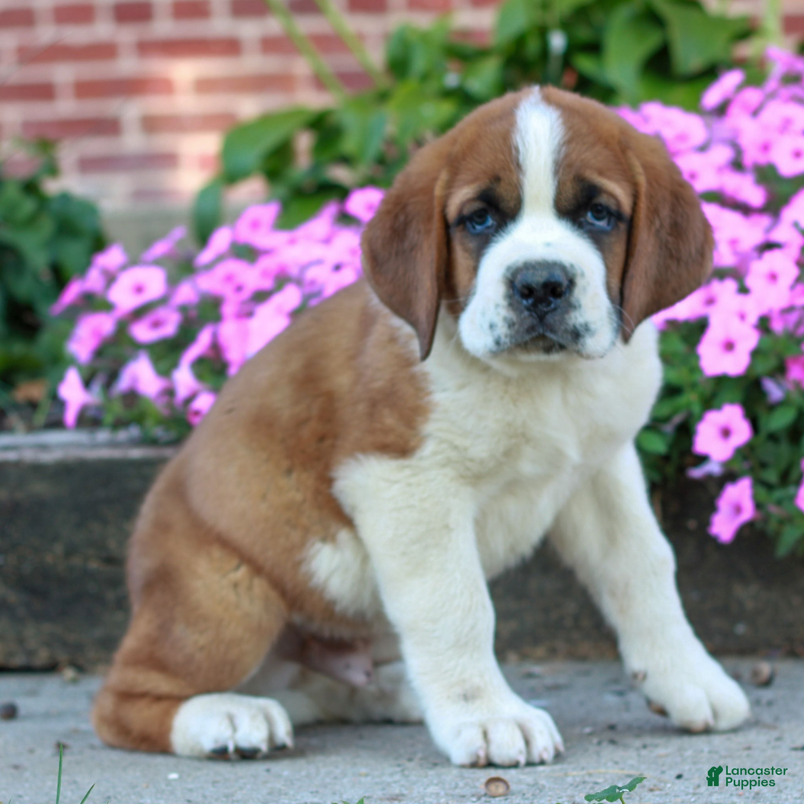Saint Bernard dogs Ellis  - Ad 1