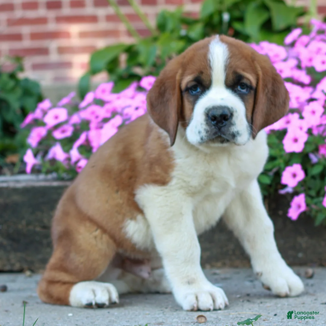 Saint Bernard dogs for sale: Ellis  - Ad 1