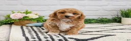 Cavapoo dogs for sale: Latte - Ad 3