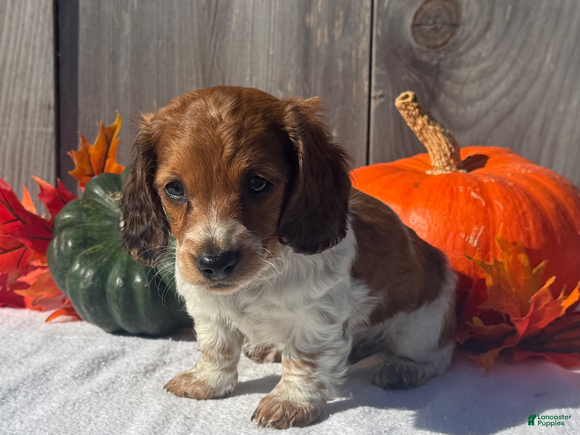 Miniature Dachshund dogs for sale: Hunter - Ad 2