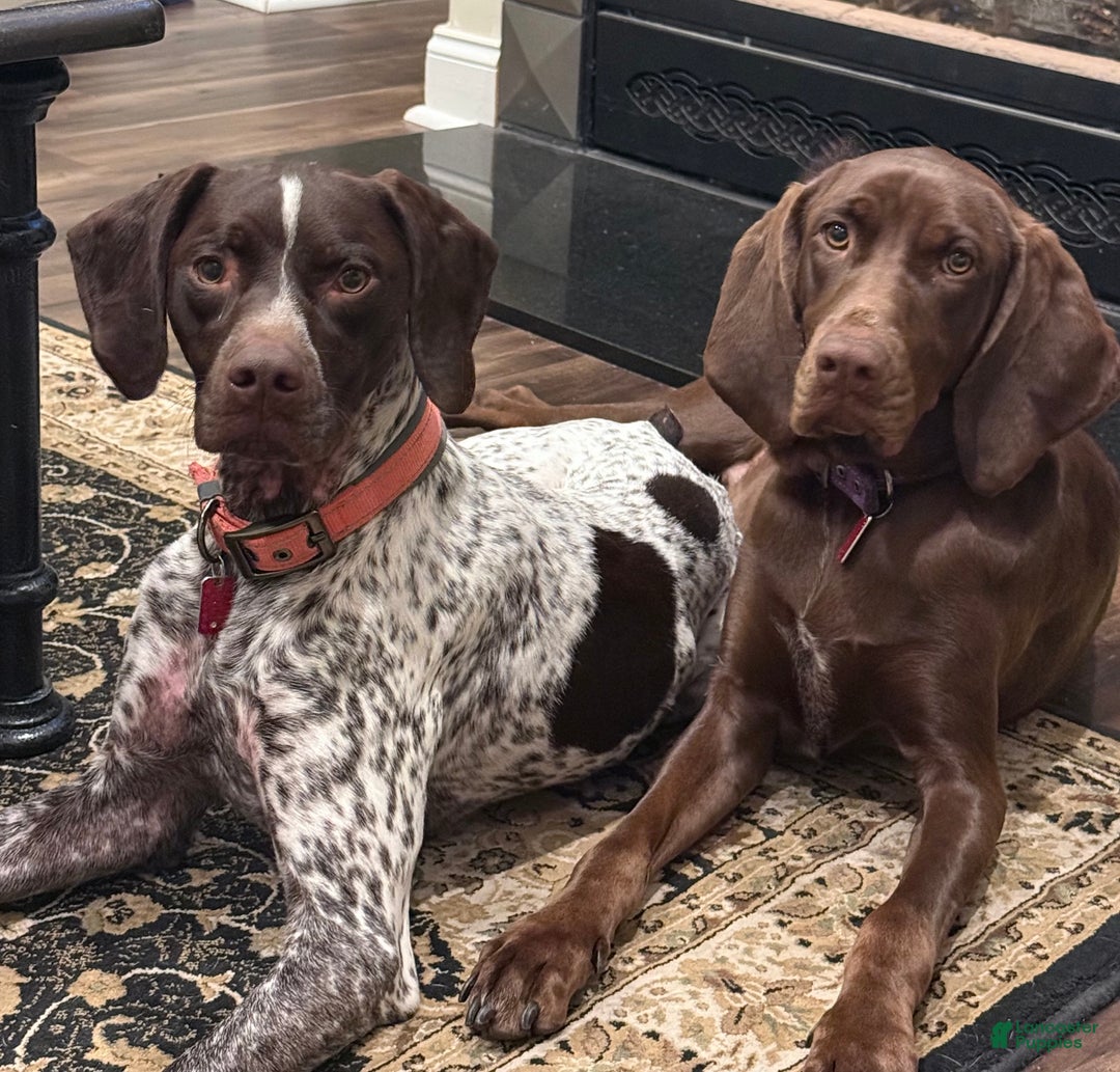 Mixed Breed dogs for sale: Mixed Breed Puppy 5 - Ad 5