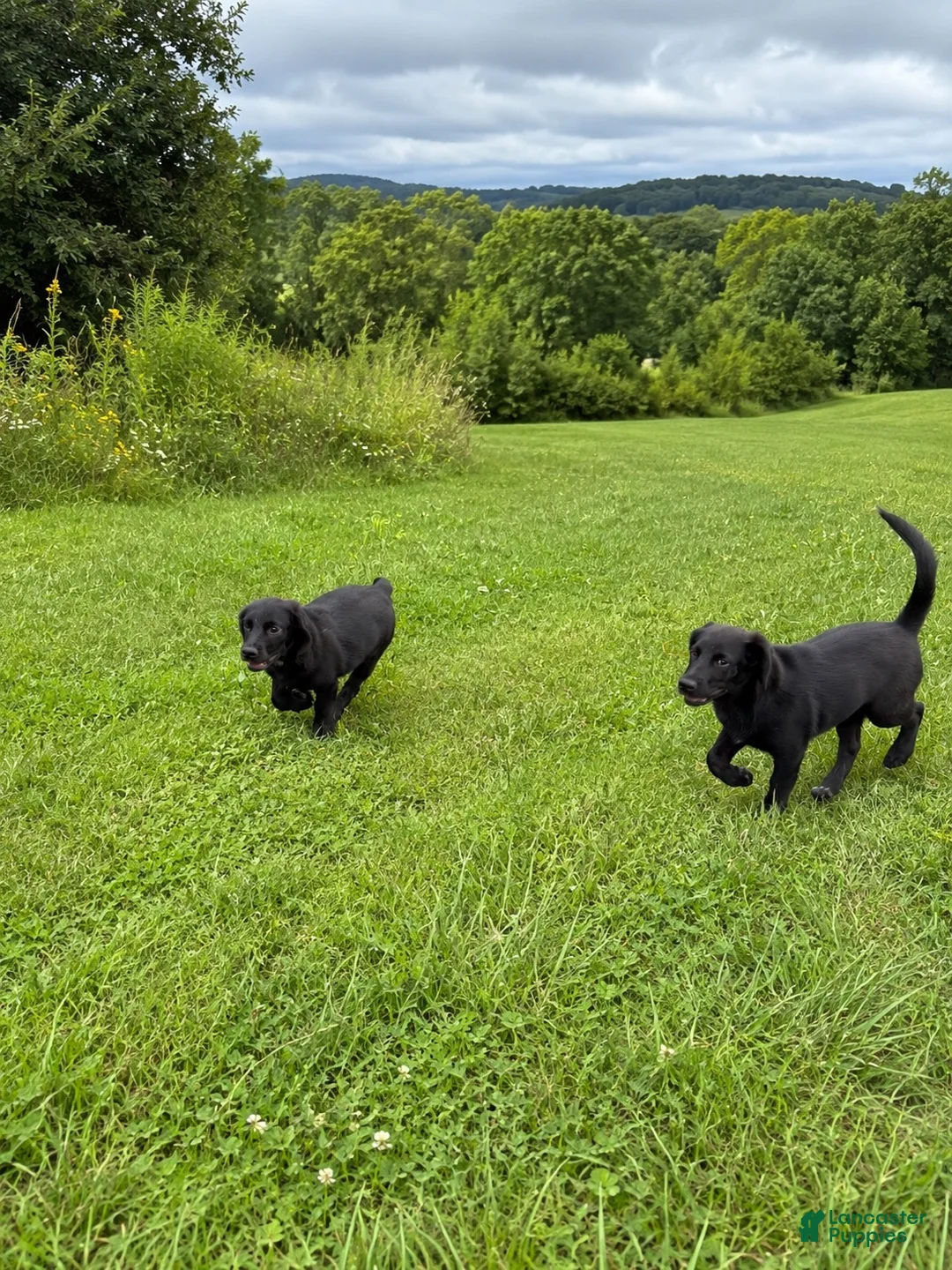 Mixed Breed dogs for sale: Bosco - blue heeler and beagle mix - Ad 8
