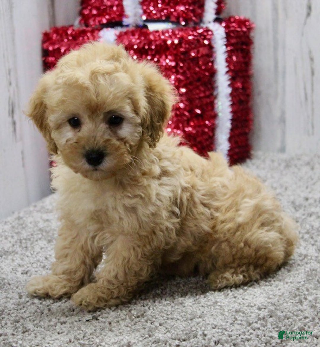 Miniature Poodle dogs for sale: Jingles - Ad 5