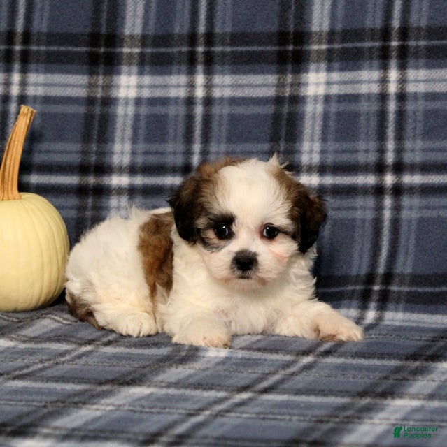 Teddy Bear dogs for sale: Kevin - Ad 2