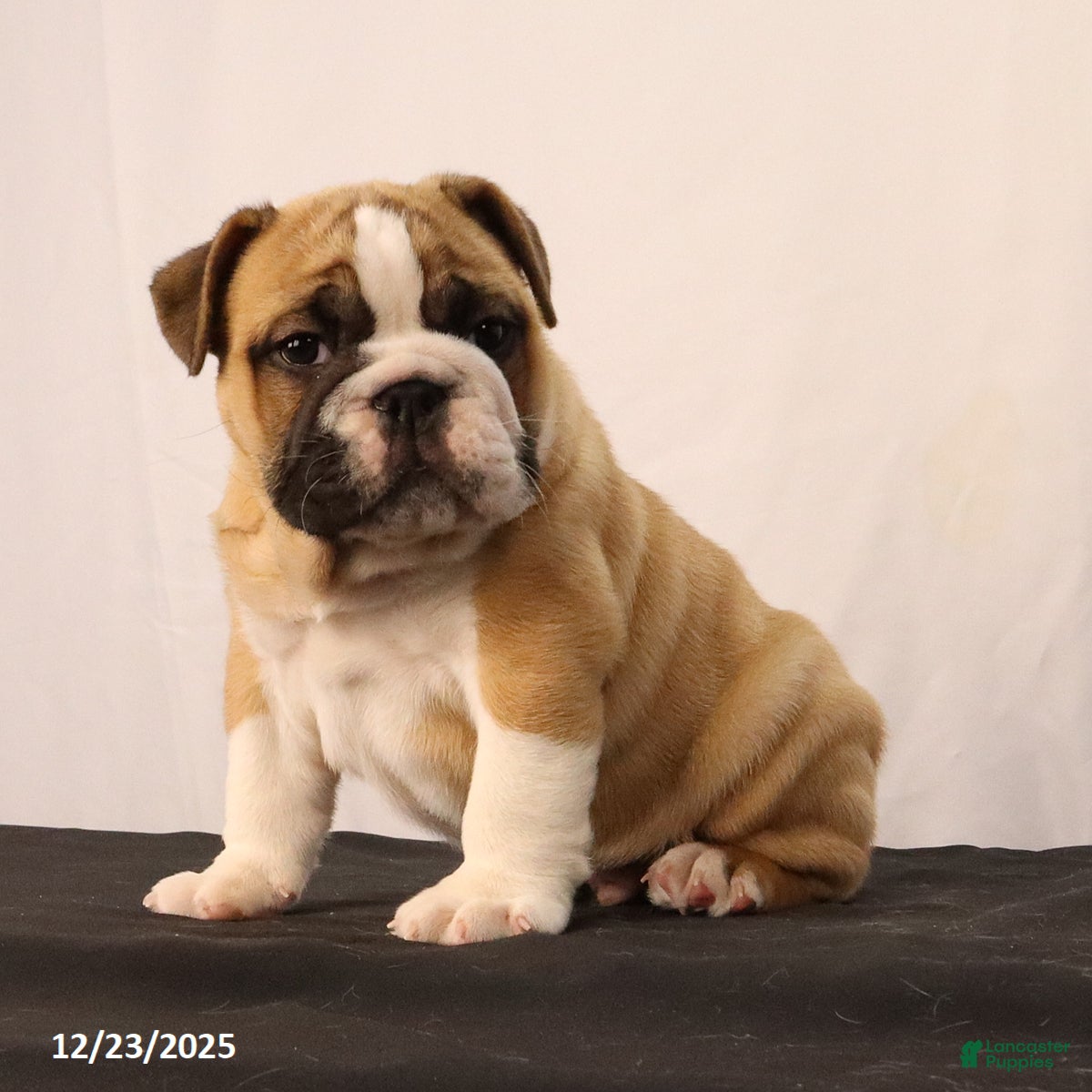 English Bulldog dogs Sebastian - Ad 9
