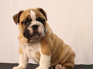 English Bulldog dogs Sebastian - Ad 17