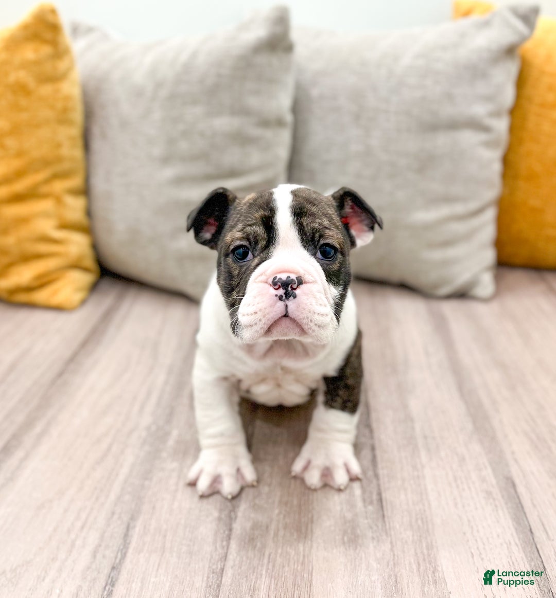 English Bulldog dogs for sale: Oreo - Ad 1