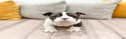 English Bulldog dogs for sale: Oreo - Ad 2