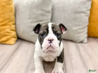 English Bulldog dogs Oreo - Ad 29