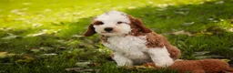 Cavapoo dogs for sale: Larry Cavapoo  - Ad 5