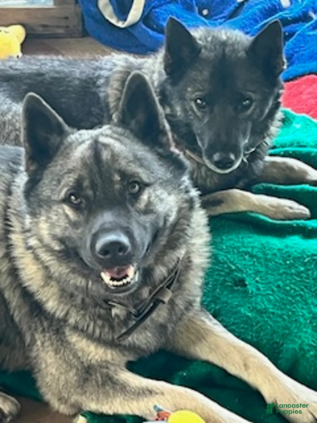 Norwegian Elkhound dogs for sale: "Purple" people licker - Ad 5