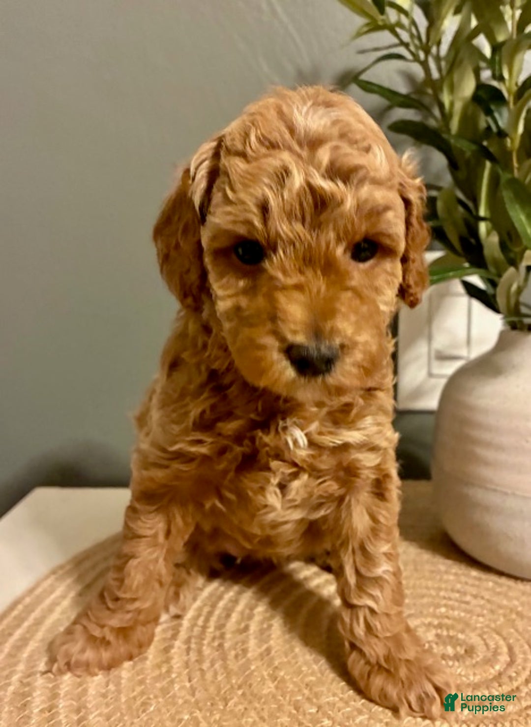 Cockapoo dogs for sale: Nova - Ad 2