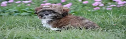 Shihpoo dogs for sale: Patches - Ad 6