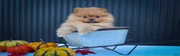 Pomeranian dogs for sale: 🐾 Meet Rosco — A Bouncy Little Ball of Fluff! 🐾 - Ad 1